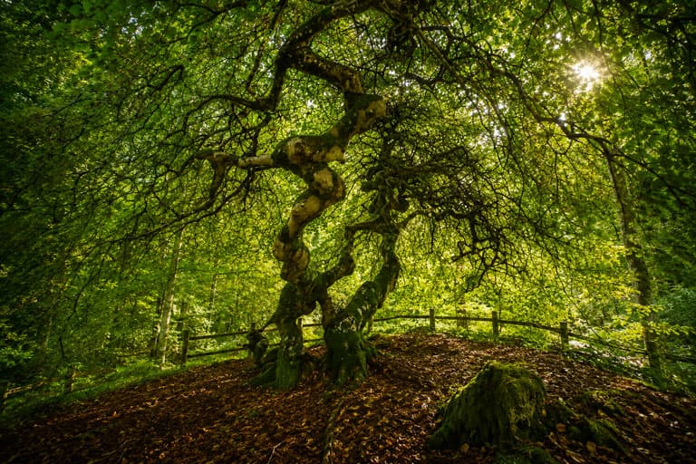 Arbre à Reims, symbole de présence et de continuité
